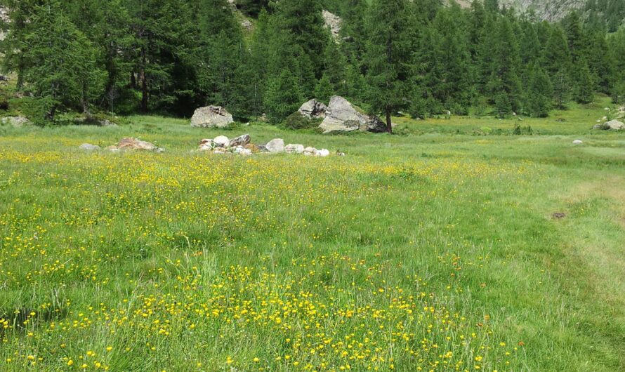 Una fiaba per bambini: il mercato ha sempre ragione